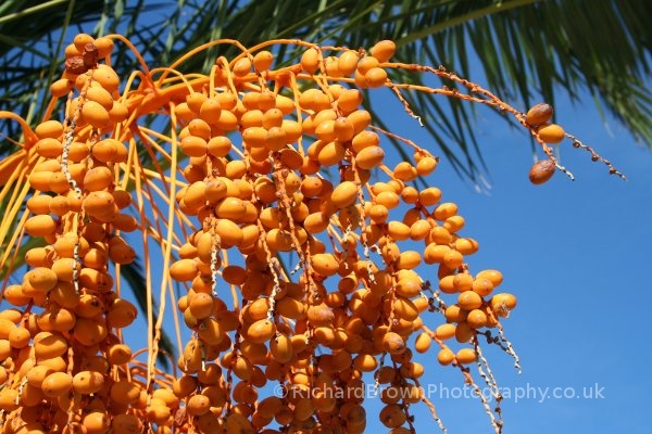 photo of Orange Palm Berries
